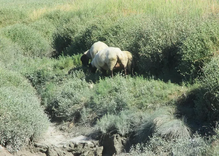 Le Petit Manoir - Jean Gédouin Casa vacanze Servon (Manche)
